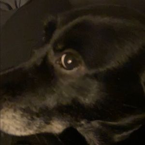 Meet your Posher, Renee